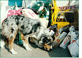 Food Distribution
