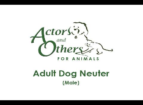 Adult_Dog_Neuter