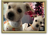 Actor and Others Pet Photo Gallery