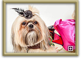 Actors and Others Pet Parade